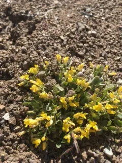 western bladderpod thumbnail 4