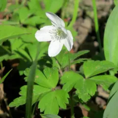 wood anemone thumbnail 3