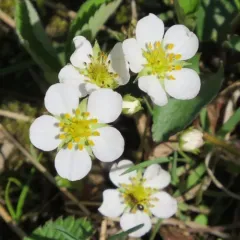 Virginia strawberry thumbnail 5