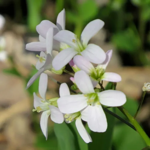 bulbous cress