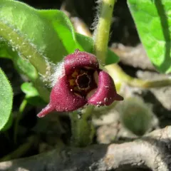 Canadian wild ginger thumbnail 3