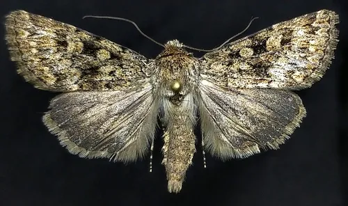Sympistis acheron