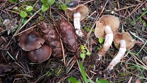 Cortinarius miwok