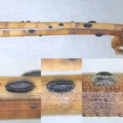Lophodermium resinosum thumbnail 2