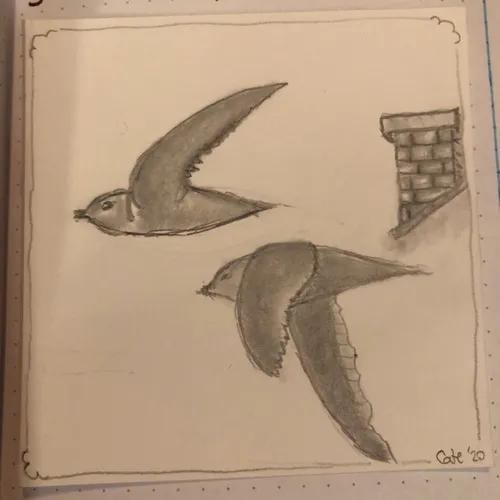 Chimney Swift