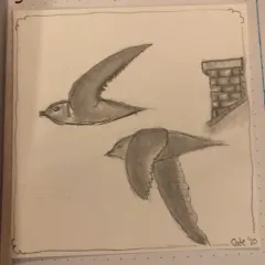 Chimney Swift thumbnail 1