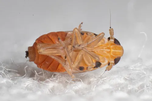 Muirodelphax atralabis
