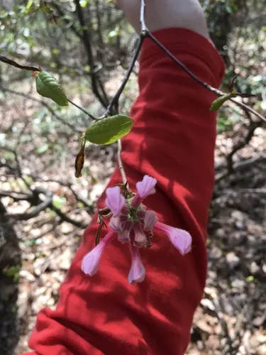 Mountain Azalea