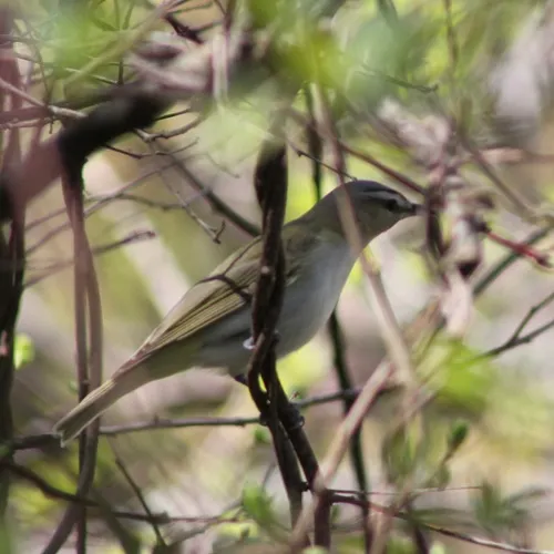 Red-eyed Vireo