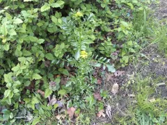 land cress thumbnail 2