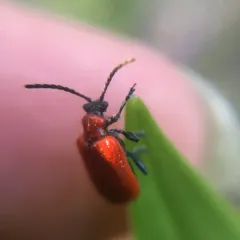 Lily Leaf Beetle thumbnail 2