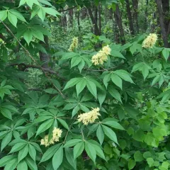 Ohio buckeye thumbnail 1