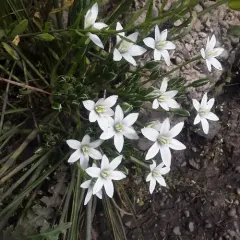 common star-of-Bethlehem thumbnail 2