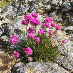 Sea Thrift thumbnail 3