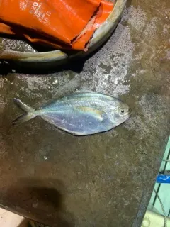 Pacific Pompano thumbnail 1