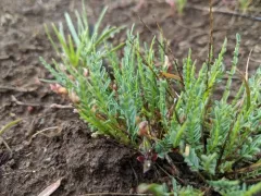 Osgood Mountains Milkvetch thumbnail 2