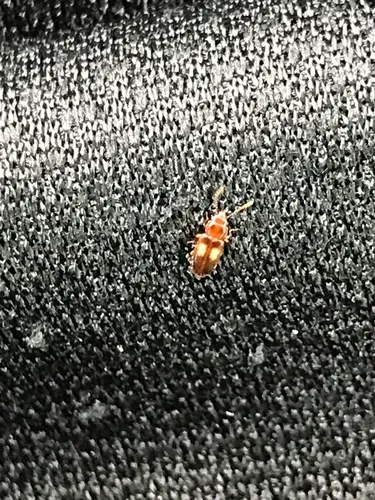 Square-spotted Flat Bark Beetle