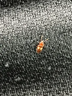 Square-spotted Flat Bark Beetle thumbnail 1
