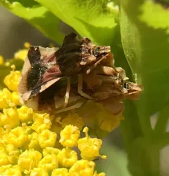 Phymata fasciata thumbnail 2
