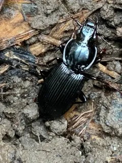 Pterostichus stygicus thumbnail 1