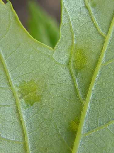 Taphrina carveri