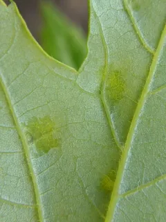Taphrina carveri thumbnail 1