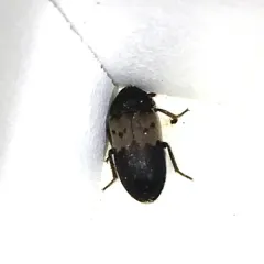 Larder Beetle thumbnail 2