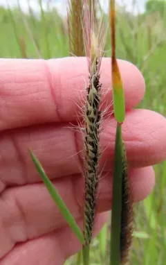loose smut of barley thumbnail 3