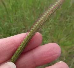 Meadow barley thumbnail 3