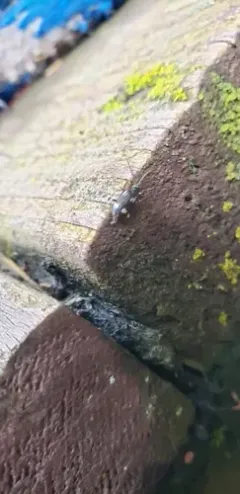 Six-spot Spider Beetle thumbnail 2