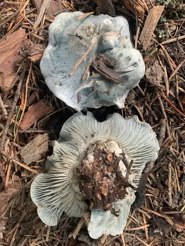 Hygrophorus caeruleus
