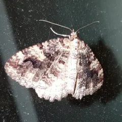 Tissue Moth thumbnail 3