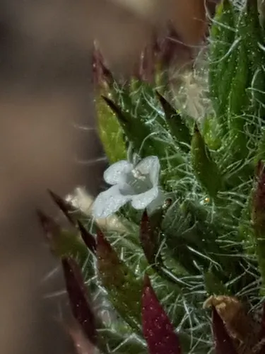 profuse-flowered pogogyne