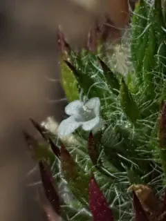 profuse-flowered pogogyne thumbnail 1