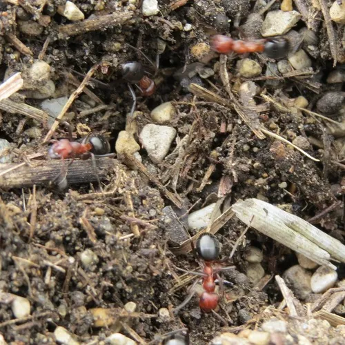 Allegheny Mound Ant