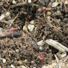 Allegheny Mound Ant thumbnail 1