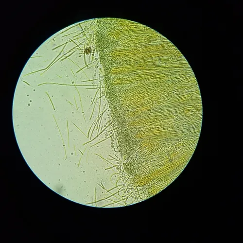 Coccomyces castanopsidis