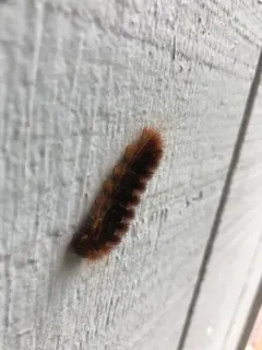 Edwards' Glassy-wing Moth thumbnail 2