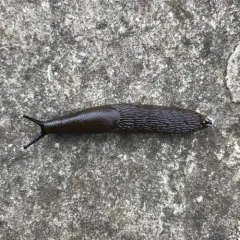 Black Slug thumbnail 2