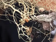 Tremella everniae thumbnail 2