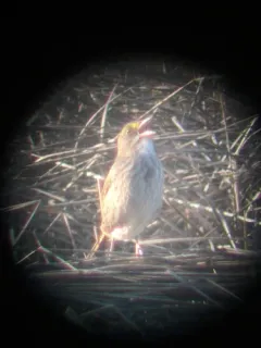Seaside Sparrow thumbnail 2