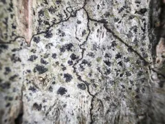 Arthothelium spectabile thumbnail 2