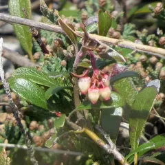 bearberry thumbnail 4