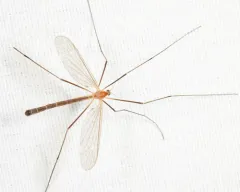 Tricyphona calcar thumbnail 2