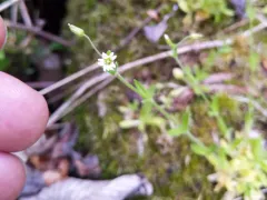 Short-stalked Chickweed thumbnail 4
