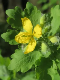 Greater celandine thumbnail 2