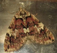 Furious Carpet Moth thumbnail 2