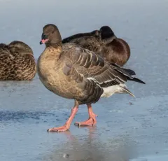 Pink-footed Goose thumbnail 2
