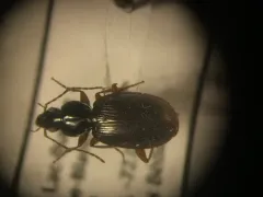 Agonum sordens thumbnail 1