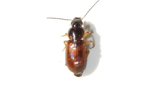 Red-marked Harp Ground Beetle